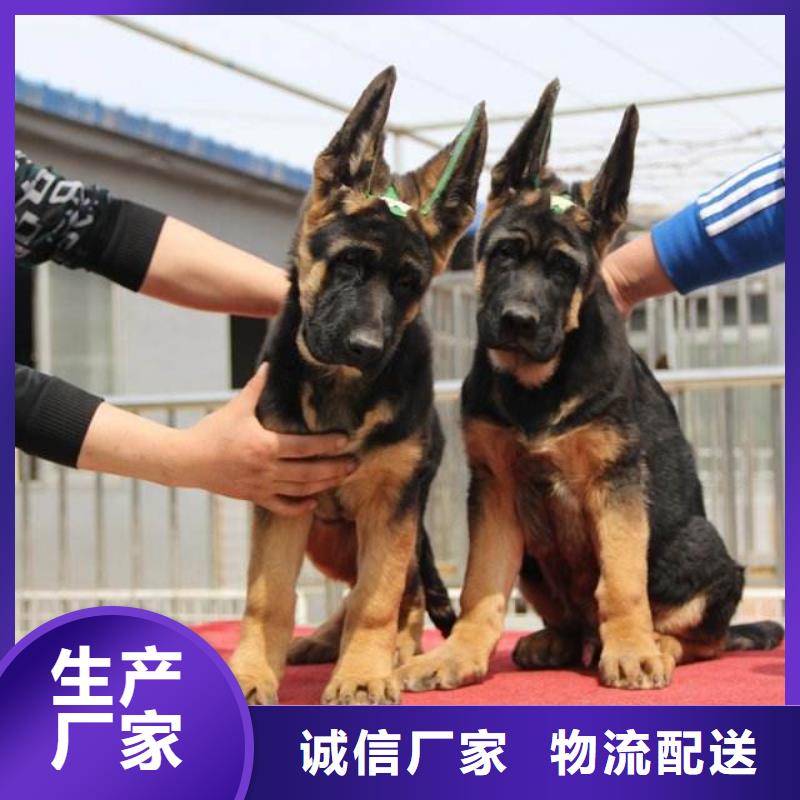 德国牧羊犬-卡斯罗犬保障