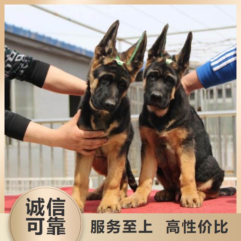 德国牧羊犬马犬专业品质