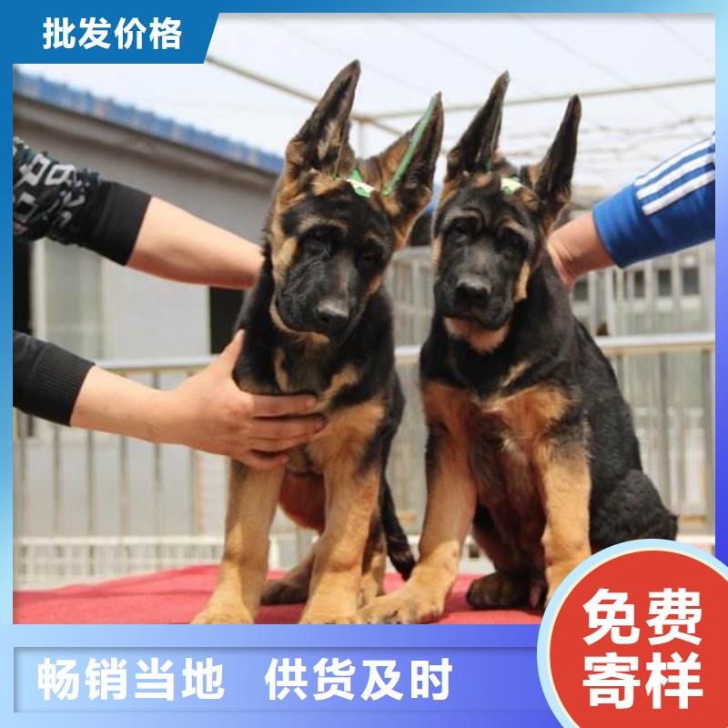 德国牧羊犬罗威纳犬专注生产制造多年