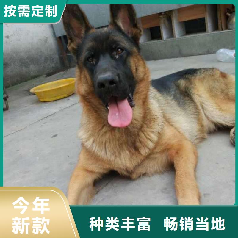德国牧羊犬马犬专业品质