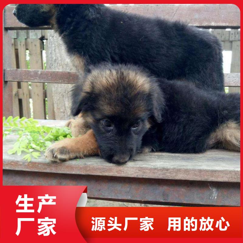 德国牧羊犬_【马犬】专业完善售后