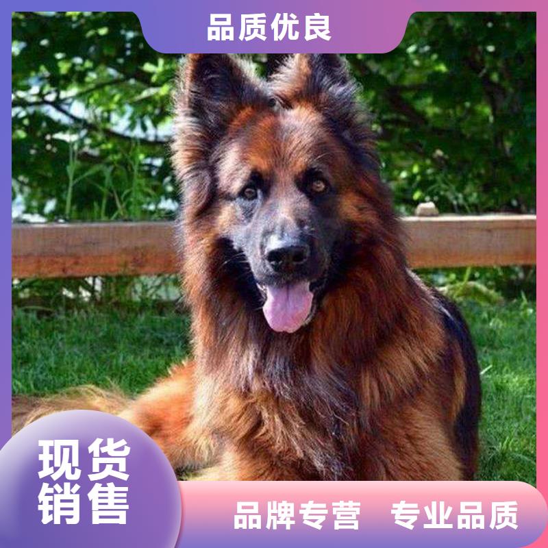 德国牧羊犬杜高犬0中间商差价