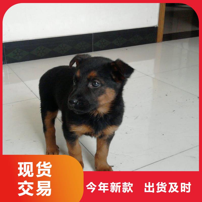 德国牧羊犬杜高犬0中间商差价