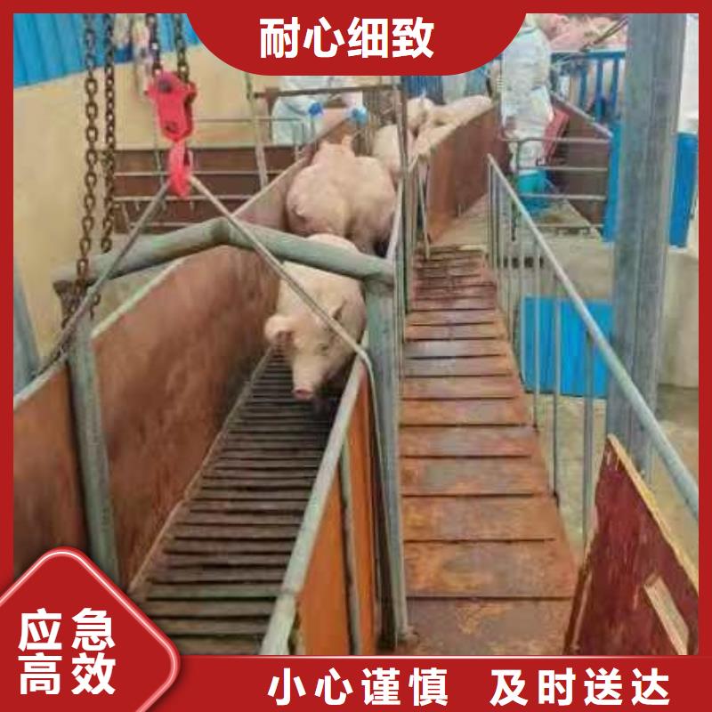枣庄到高栏车肥猪运输温柔对待
