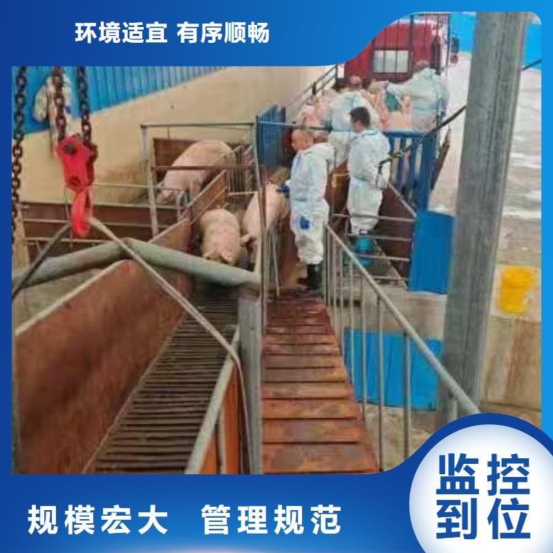 宿迁市泗洪到活禽物流资源充足