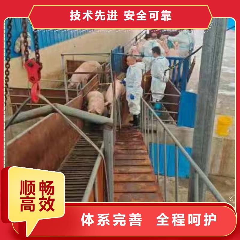 宿迁到种猪恒温车运输便利快捷