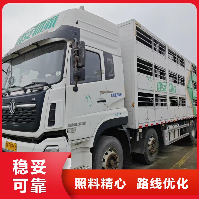 枣庄到高栏车肥猪运输温柔对待