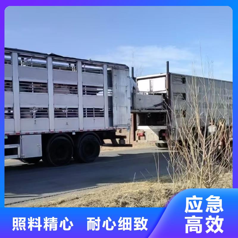 宿迁到猪笼车运输运力强大