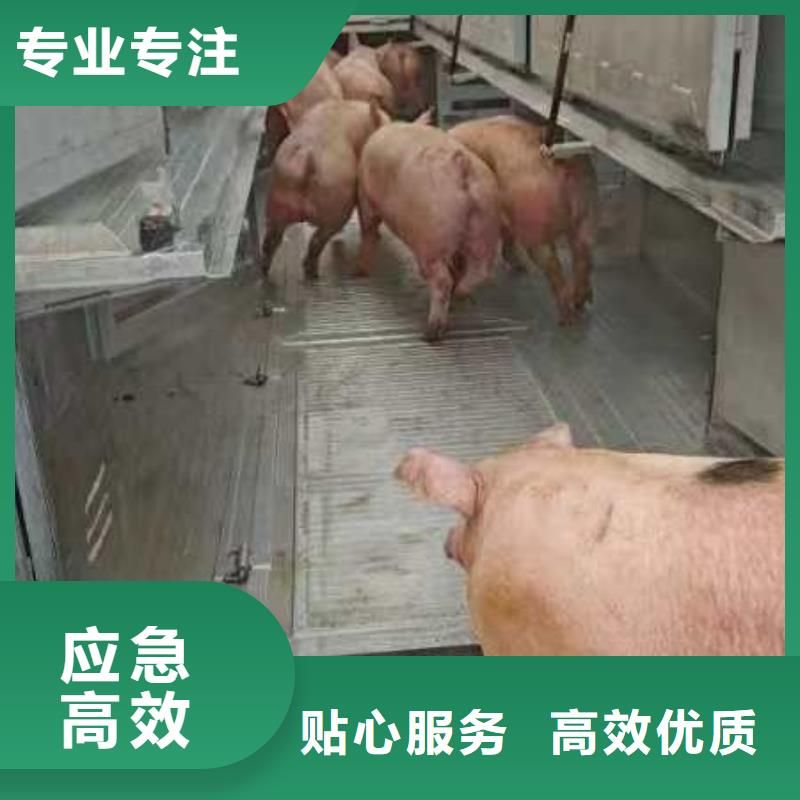 宿迁市泗洪到生猪恒温车运输调度精准