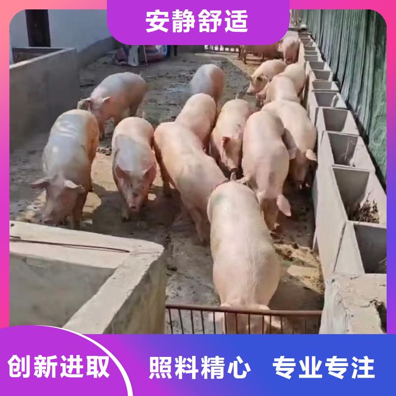 宿迁市泗洪到活禽物流资源充足