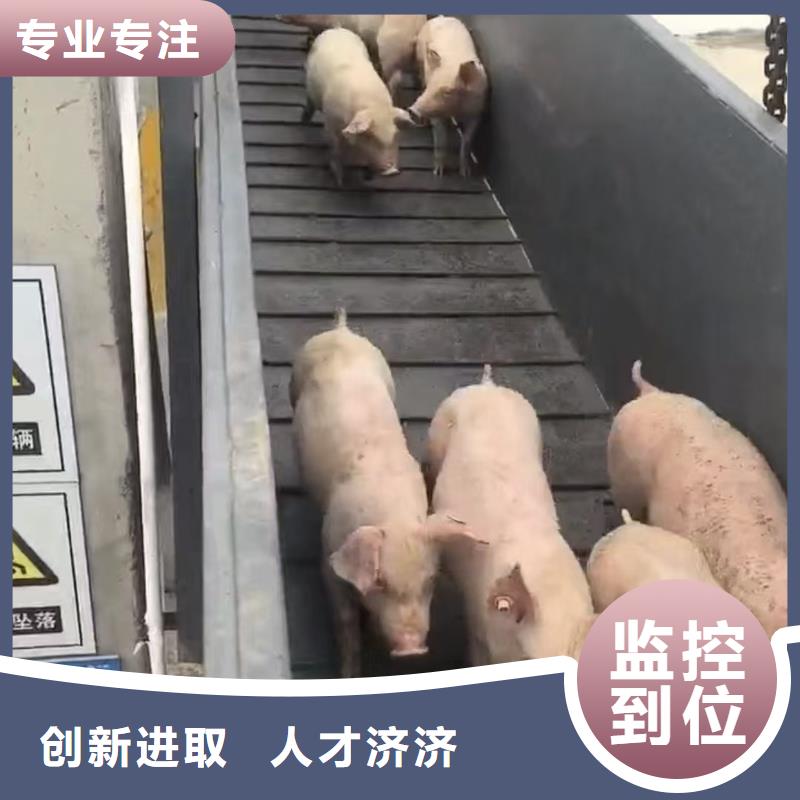 莱芜到畜禽运输贴心服务