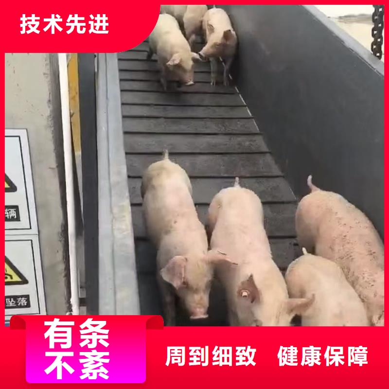 宿迁市到牛运输专用车小心谨慎