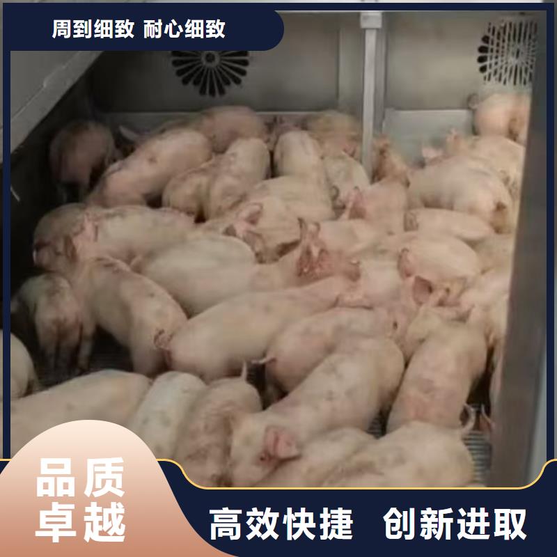 宿迁市泗洪到活禽物流严格规范