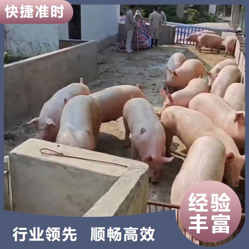 洛阳到生猪物流温柔对待