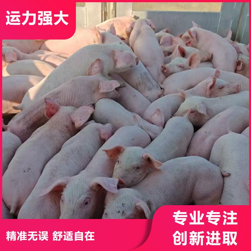 枣庄到高栏车肥猪运输温柔对待