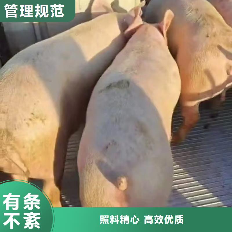 洛阳到生猪物流温柔对待