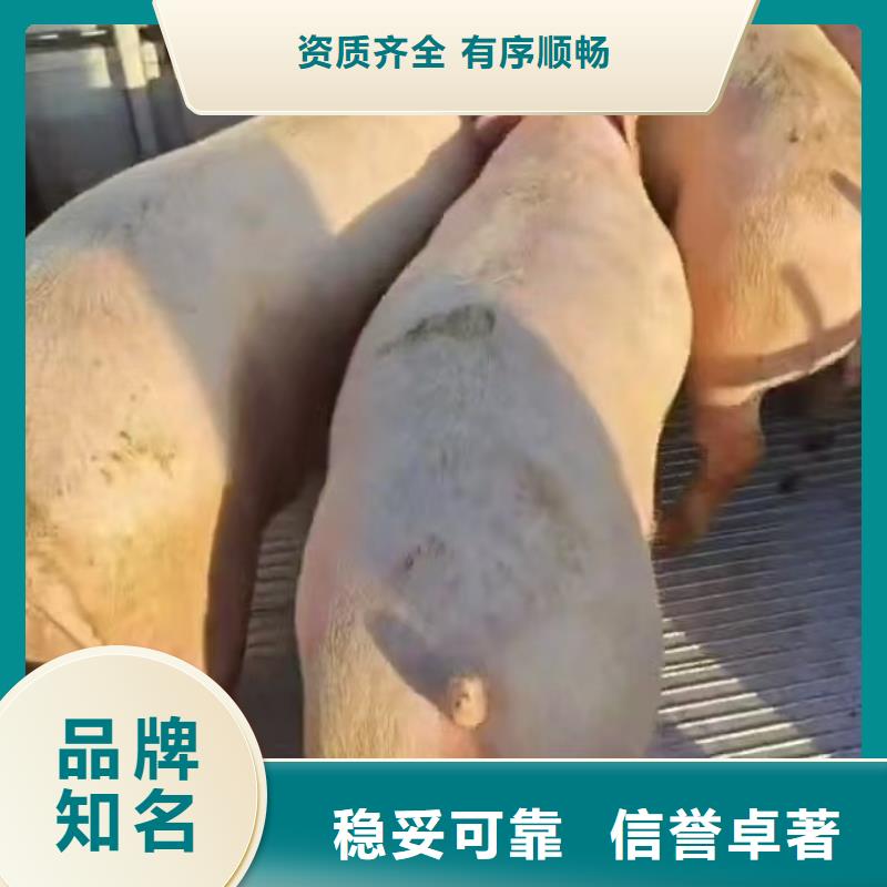 宿迁市泗洪到活禽物流严格规范
