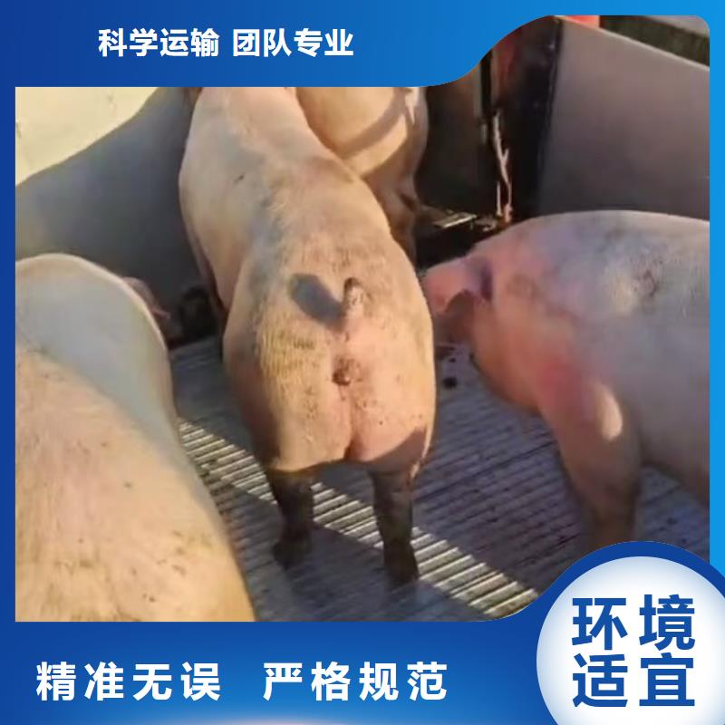 泗阳县到猪笼车运输品质卓越