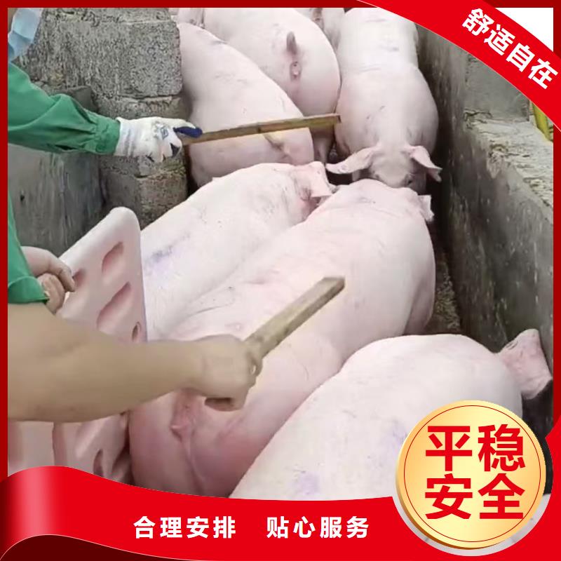 蚌埠到畜禽物流精准无误
