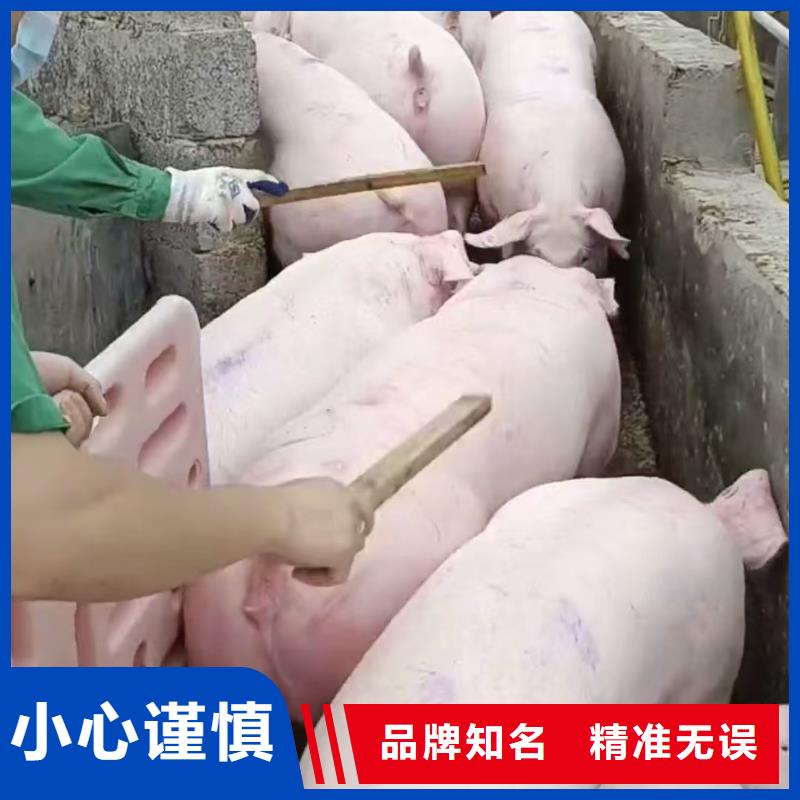 宿迁泗洪到农牧运输