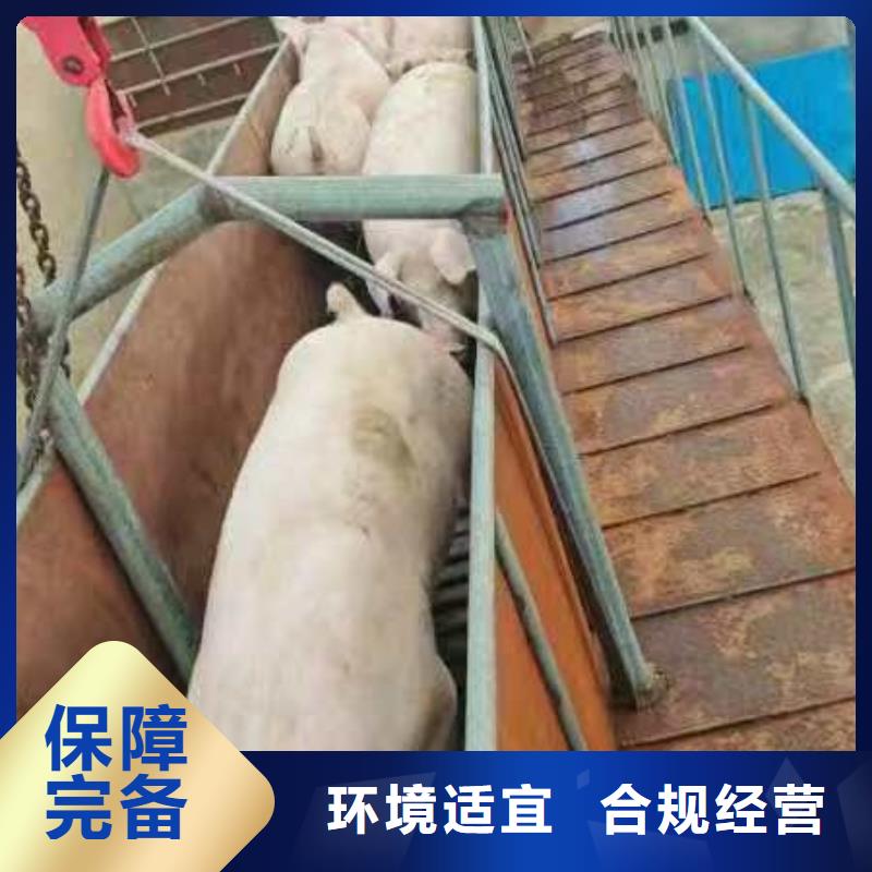 宿迁到活禽运输及时送达