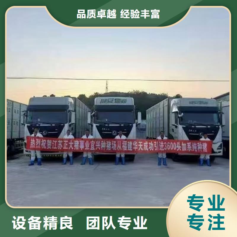 枣庄到高栏车肥猪运输温柔对待