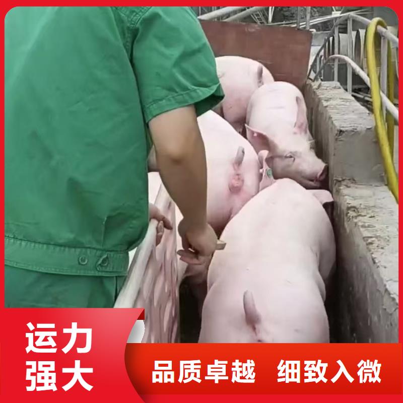 宿迁市泗洪到生猪恒温车运输调度精准