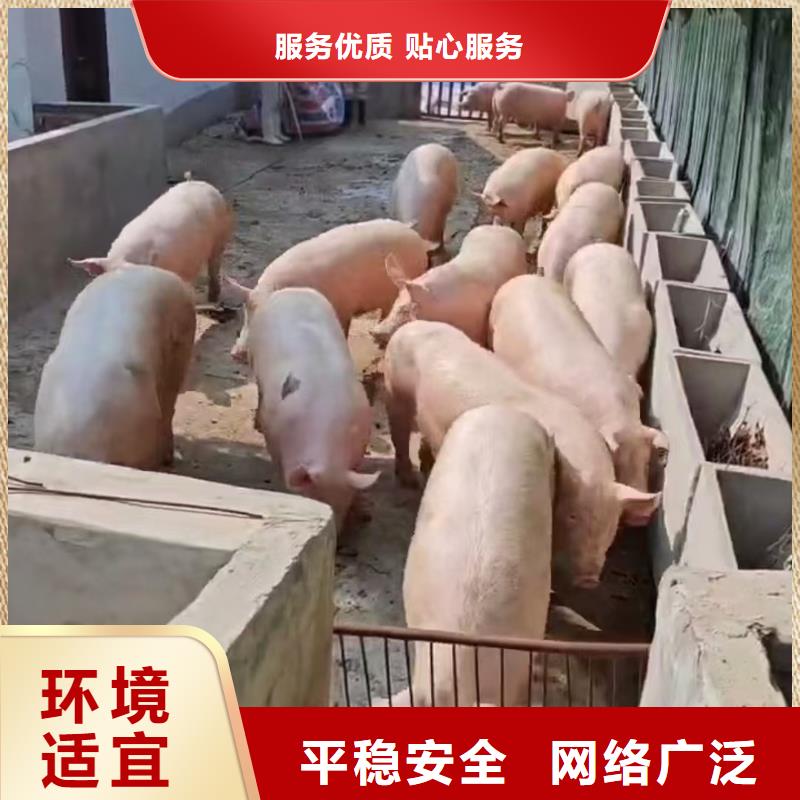 宿迁到生猪运输可靠