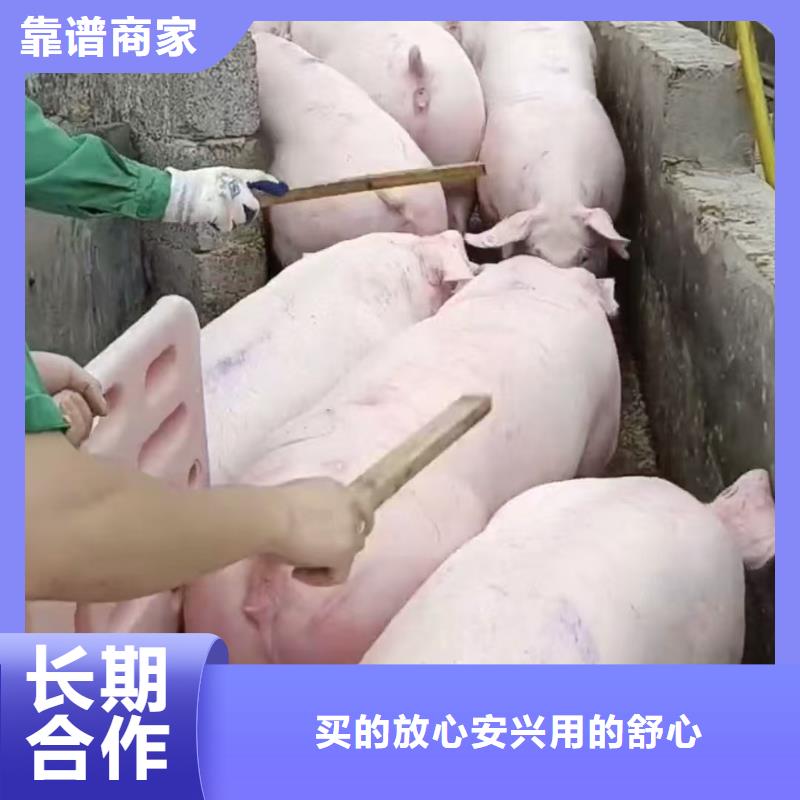 南京至高栏车肥猪运输运力强大