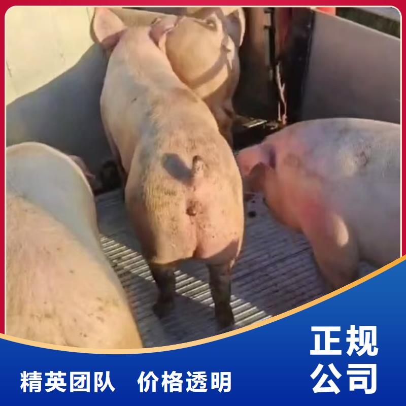 阜阳至猪牛羊运输及时送达