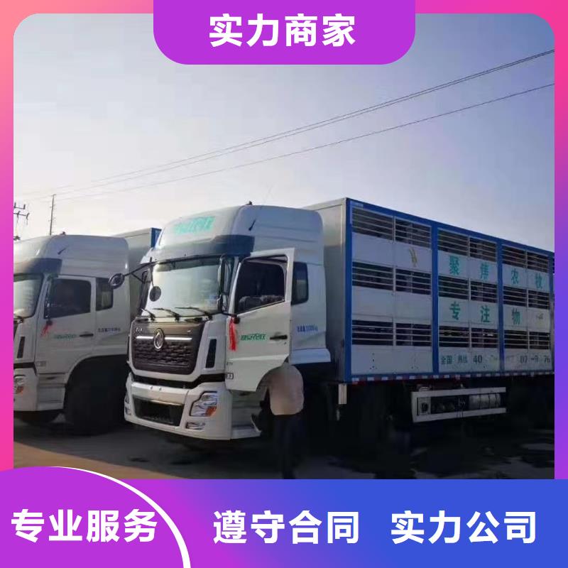 连云港到高栏车肥猪运输-恒温车品质保证