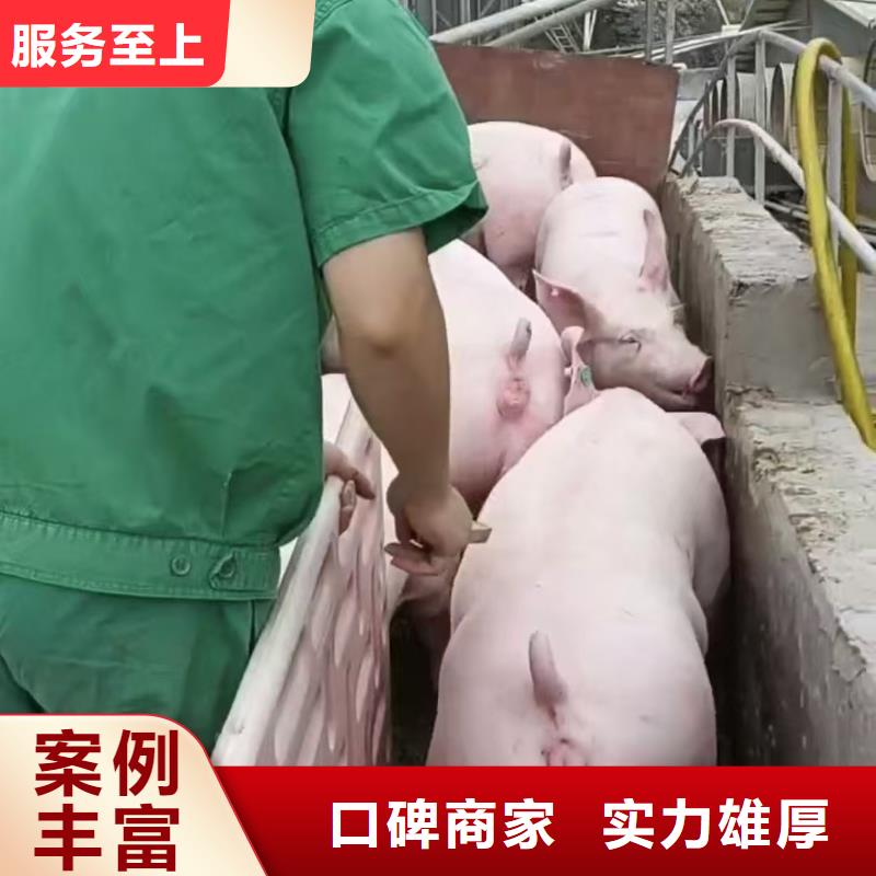 莱芜到种猪空调车运输运力强大